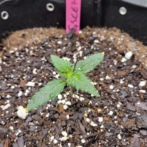 Girl Scout Cookies Extreme auto #2 (ILGM) growlog timeline photo