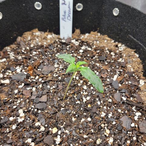 Blue Dream auto #2 (ILGM) growlog timeline photo