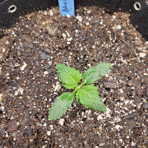 Blueberry Auto (ILGM) growlog timeline photo