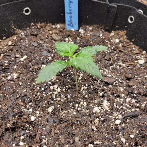 Blueberry Auto (ILGM) growlog timeline photo