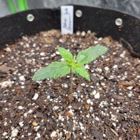 Blue Dream Auto #1 (ILGM) growlog timeline photo