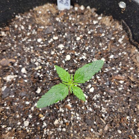 Blue Dream Auto #1 (ILGM) growlog timeline photo