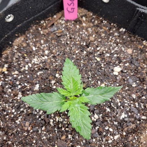 Girl Scout Cookies Extreme auto #1 (ILGM) growlog timeline photo