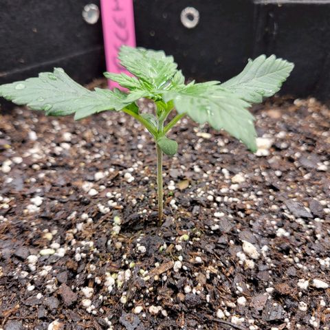Girl Scout Cookies Extreme auto #1 (ILGM) growlog timeline photo