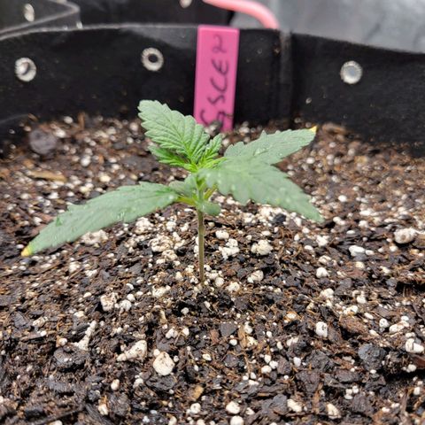 Girl Scout Cookies Extreme auto #2 (ILGM) growlog timeline photo