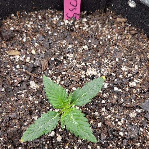 Girl Scout Cookies Extreme auto #2 (ILGM) growlog timeline photo