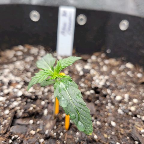 Blue Dream auto #2 (ILGM) growlog timeline photo