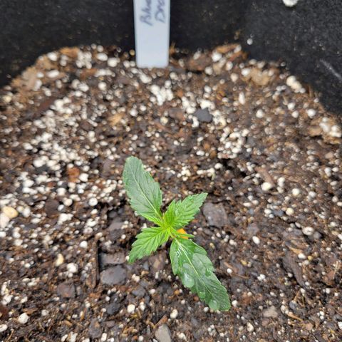 Blue Dream auto #2 (ILGM) growlog timeline photo
