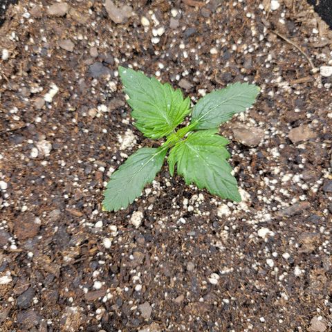 Blueberry Auto (ILGM) growlog timeline photo