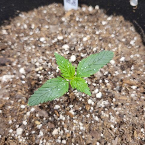 Blue Dream Auto #1 (ILGM) growlog timeline photo