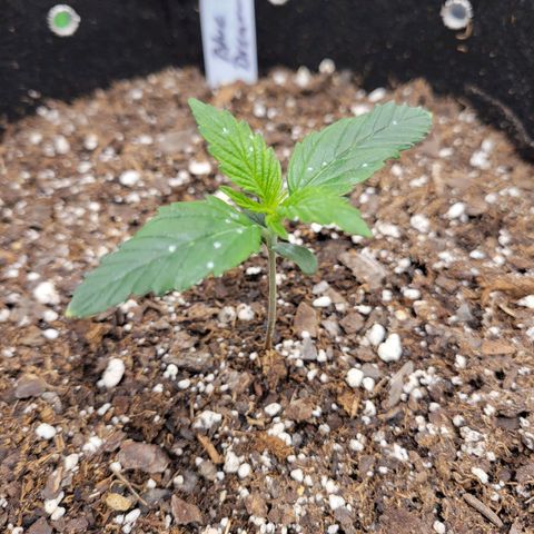 Blue Dream Auto #1 (ILGM) growlog timeline photo