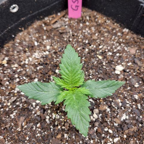 Girl Scout Cookies Extreme auto #1 (ILGM) growlog timeline photo