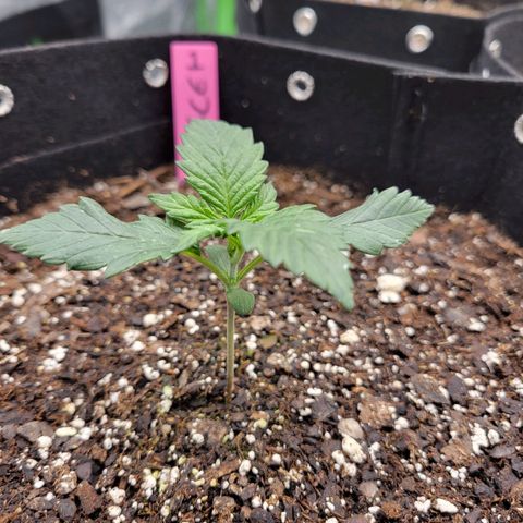 Girl Scout Cookies Extreme auto #1 (ILGM) growlog timeline photo