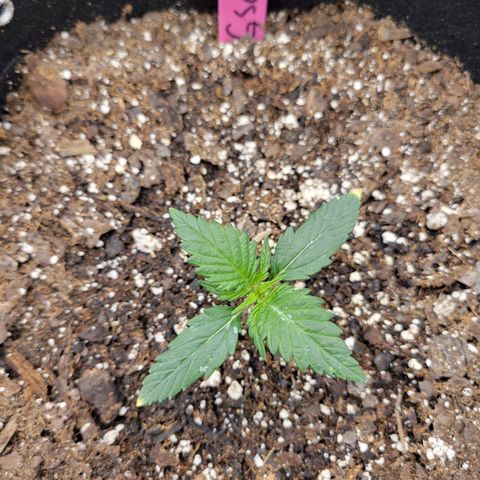 Girl Scout Cookies Extreme auto #2 (ILGM) growlog timeline photo
