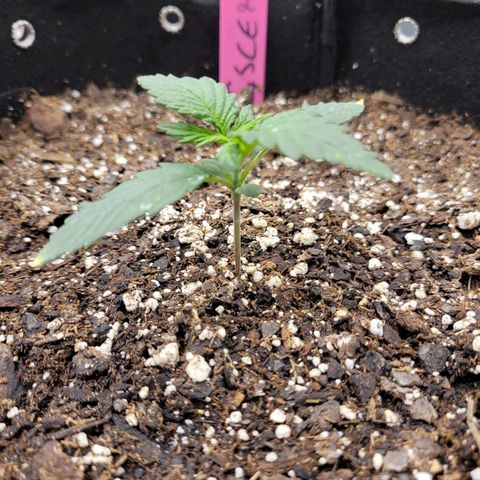 Girl Scout Cookies Extreme auto #2 (ILGM) growlog timeline photo