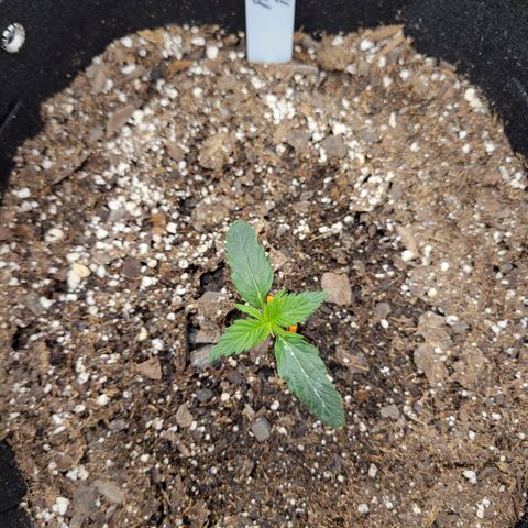 Blue Dream auto #2 (ILGM) growlog timeline photo