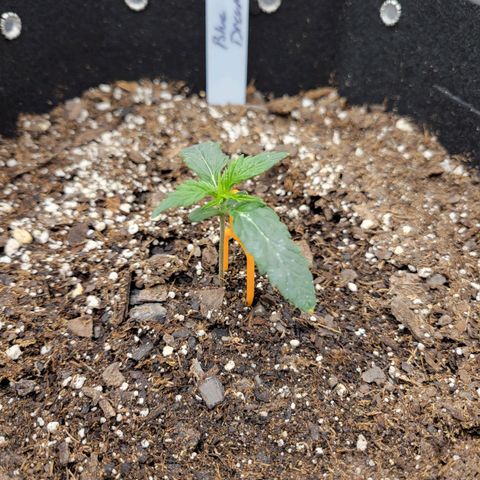 Blue Dream auto #2 (ILGM) growlog timeline photo