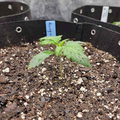 Blueberry Auto (ILGM) growlog timeline photo