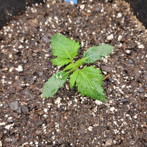 Blueberry Auto (ILGM) growlog timeline photo