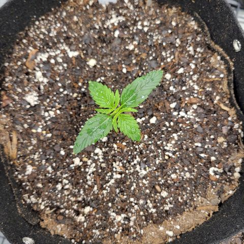 Blue Dream Auto #1 (ILGM) growlog timeline photo