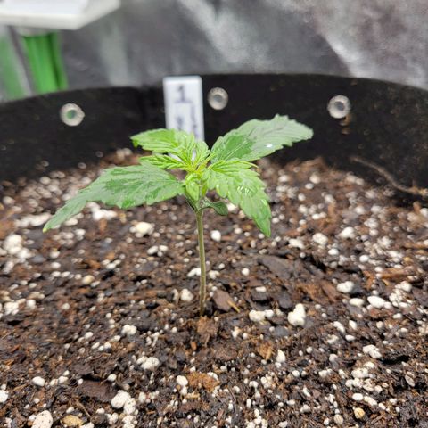 Blue Dream Auto #1 (ILGM) growlog timeline photo