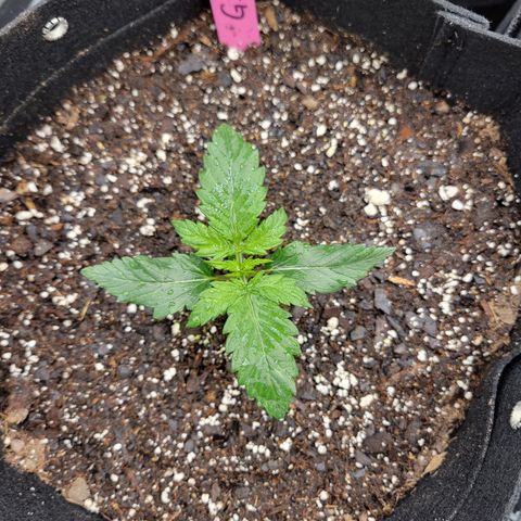 Girl Scout Cookies Extreme auto #1 (ILGM) growlog timeline photo