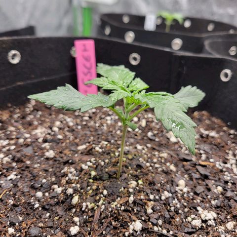 Girl Scout Cookies Extreme auto #1 (ILGM) growlog timeline photo