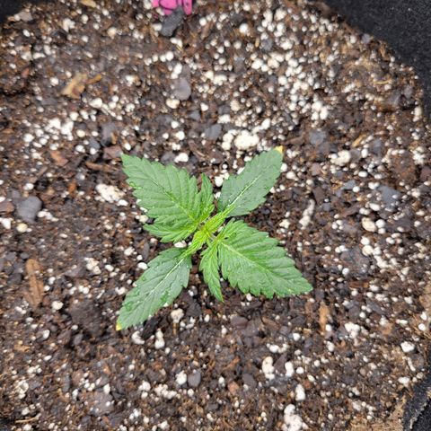 Girl Scout Cookies Extreme auto #2 (ILGM) growlog timeline photo