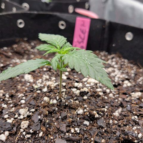 Girl Scout Cookies Extreme auto #2 (ILGM) growlog timeline photo