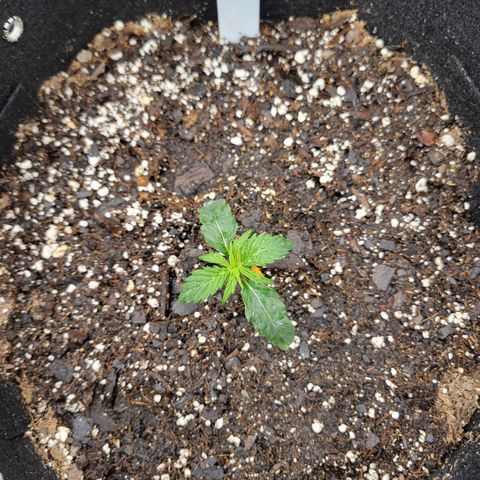 Blue Dream auto #2 (ILGM) growlog timeline photo