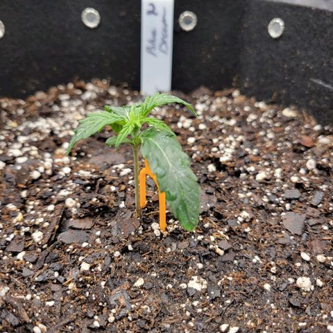 Blue Dream auto #2 (ILGM) growlog timeline photo