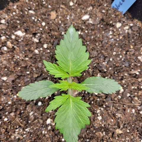 Blueberry Auto (ILGM) growlog photo: Blueberry is showing deformities.