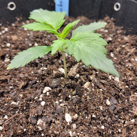 Blueberry Auto (ILGM) growlog photo: Blueberry is showing deformities.