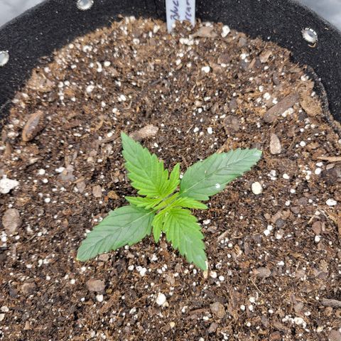 Blue Dream Auto #1 (ILGM) growlog timeline photo