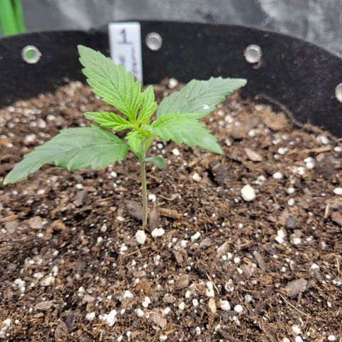Blue Dream Auto #1 (ILGM) growlog timeline photo