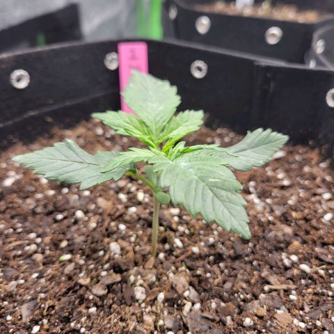 Girl Scout Cookies Extreme auto #1 (ILGM) growlog timeline photo