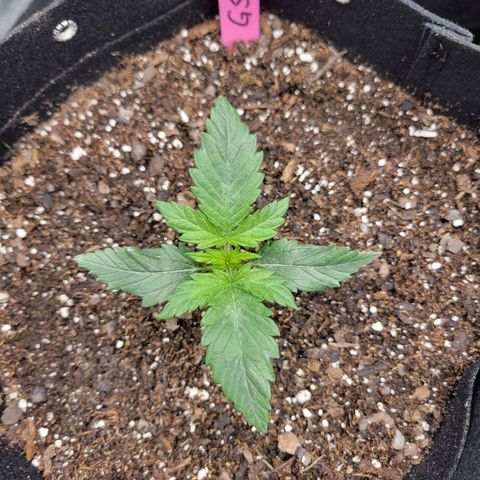 Girl Scout Cookies Extreme auto #1 (ILGM) growlog timeline photo