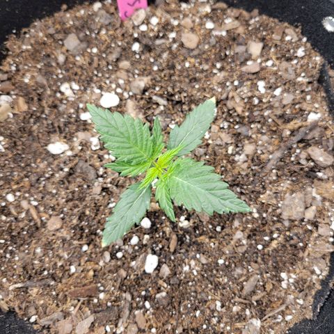 Girl Scout Cookies Extreme auto #2 (ILGM) growlog timeline photo