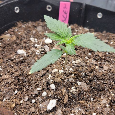 Girl Scout Cookies Extreme auto #2 (ILGM) growlog timeline photo
