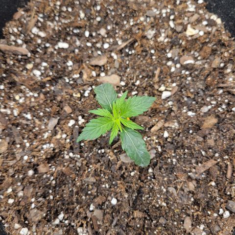 Blue Dream auto #2 (ILGM) growlog photo: Over watered 