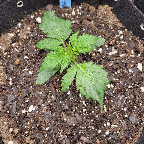 Blueberry Auto (ILGM) growlog timeline photo