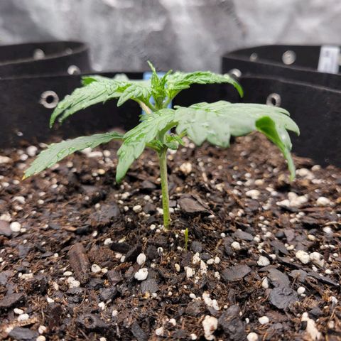 Blueberry Auto (ILGM) growlog timeline photo