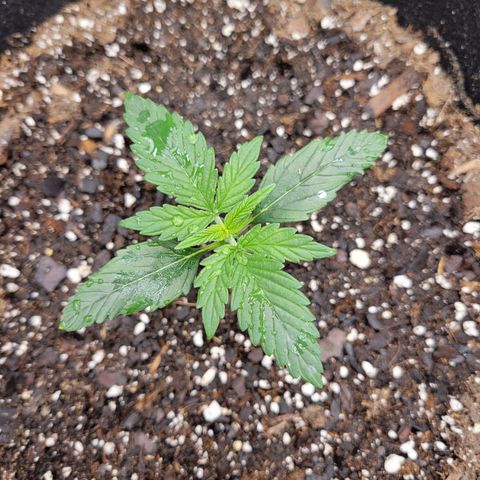 Blue Dream Auto #1 (ILGM) growlog timeline photo