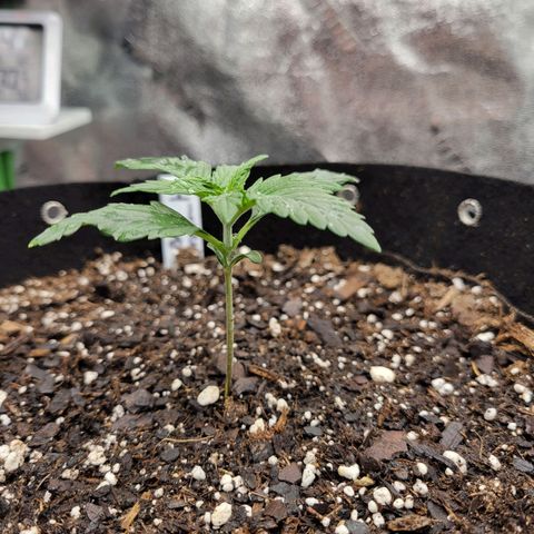 Blue Dream Auto #1 (ILGM) growlog timeline photo