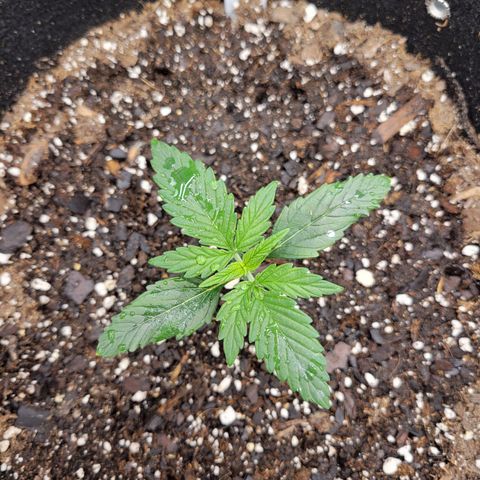 Blue Dream Auto #1 (ILGM) growlog timeline photo
