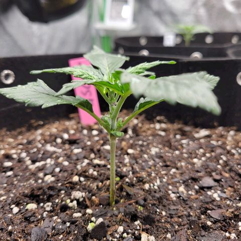 Girl Scout Cookies Extreme auto #1 (ILGM) growlog timeline photo
