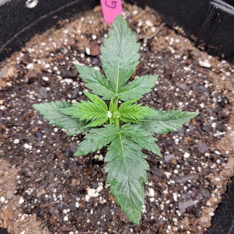 Girl Scout Cookies Extreme auto #1 (ILGM) growlog timeline photo