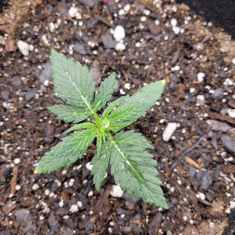 Girl Scout Cookies Extreme auto #2 (ILGM) growlog timeline photo