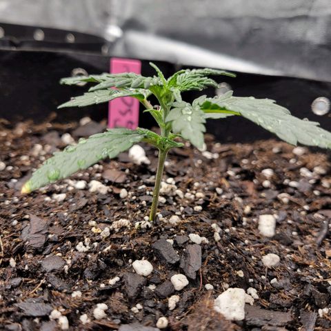 Girl Scout Cookies Extreme auto #2 (ILGM) growlog timeline photo