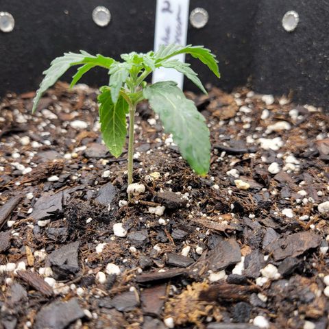 Blue Dream auto #2 (ILGM) growlog photo: Most likely root damage.